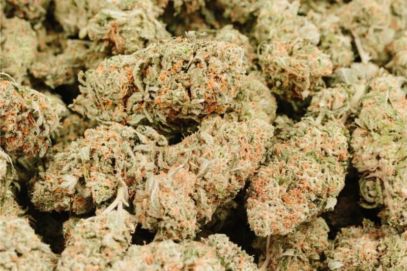 buy Critical Kush online