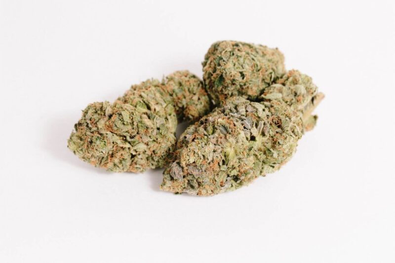 Girl Scout Cookies weed strain