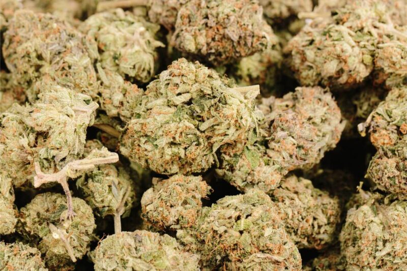 Girl Scout Cookies
