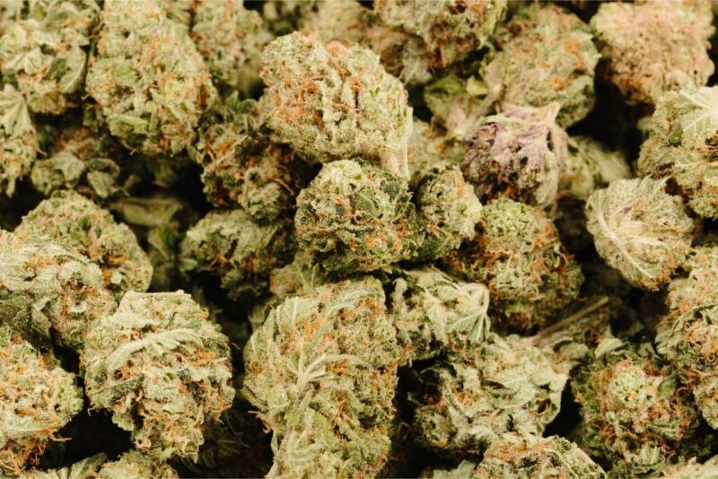 OG Shark strain