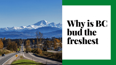 Why is B.C. Bud the Freshest? 10 Why is B.C. Bud the Freshest?