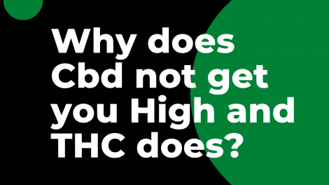Why does CBD not get you High and THC does? 3 Why does CBD not get you High and THC does?