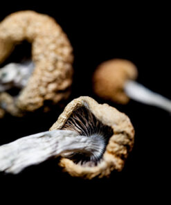 Cambodian Cubensis