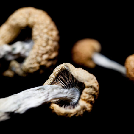 Cambodian Cubensis
