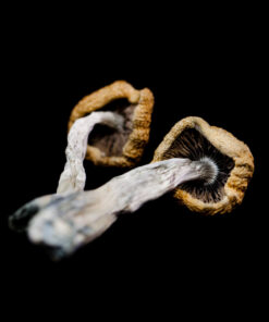 mushrooms Golden Teacher