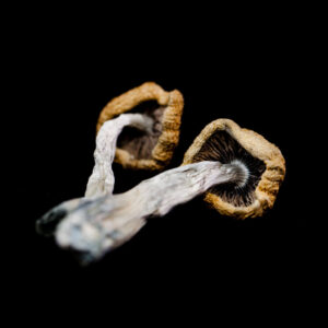 mushrooms Golden Teacher