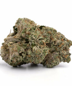 White Rhino