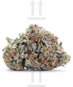 Buy Weed Online Vancouver BC 14 Sunshine Coast Pink Kush strain
