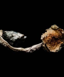 ROOM 920 BLUE MEANIE CYANESCENS