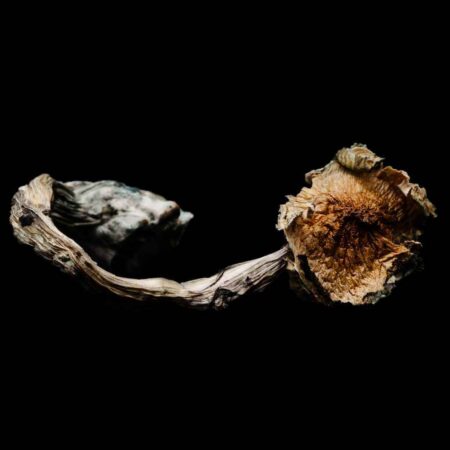 ROOM 920 BLUE MEANIE CYANESCENS