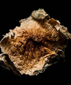 ROOM 920 BLUE MEANIE CYANESCENS