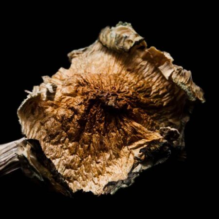 ROOM 920 BLUE MEANIE CYANESCENS