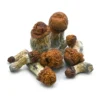 BLUE MEANIE CYANESCENS 3 shrooms blue meanie 1