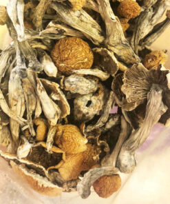 MEXICAN CUBENSIS SHROOMS