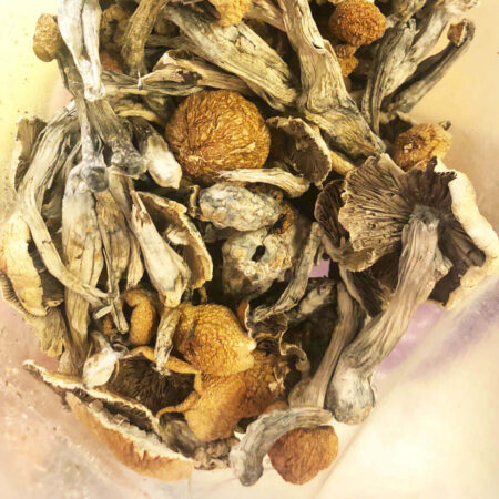 MEXICAN CUBENSIS SHROOMS