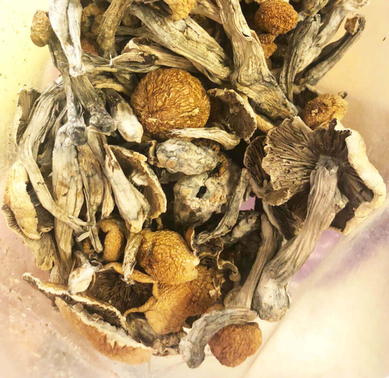 MEXICAN CUBENSIS SHROOMS