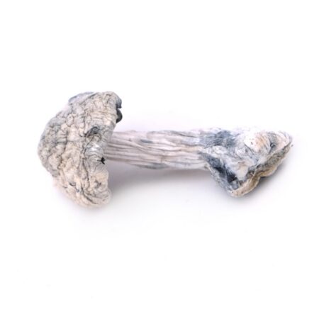 MEXICAN CUBENSIS SHROOMS