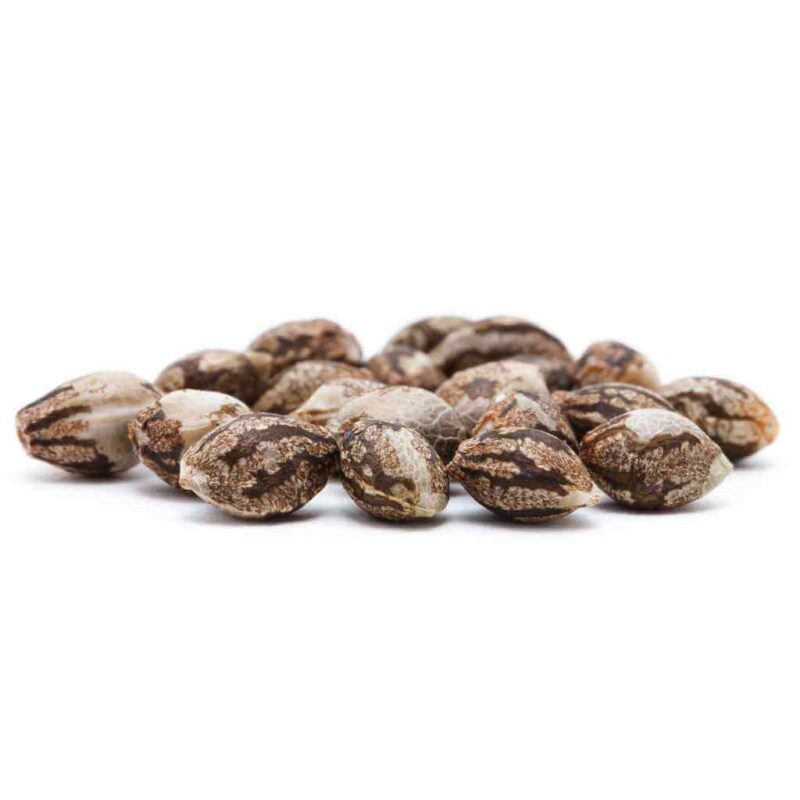 ORIGINS CANNABIS SEEDS - Image 2