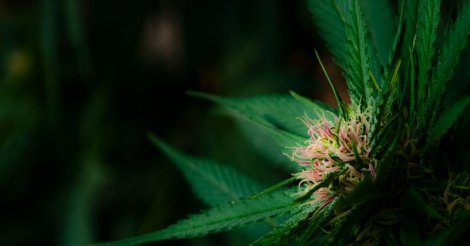 Learn the Benefits of Purchasing Weed Products Online 1 Sunrise on young marijuana flower bud