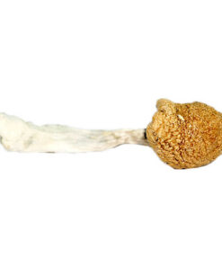 Martinique Mushrooms