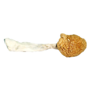 Martinique Mushrooms