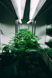 How to Grow Cannabis Plants: Indoors or Outdoors 2 next green wave G Mt7oxXX3A unsplash 123