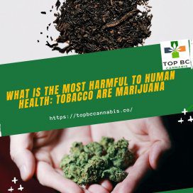 What Is the Most Harmful to Human Health: Tobacco or Marijuana? 1 what is the most harmful to human health tobacco are marijuana