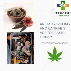 Are Mushrooms and Cannabis the Same Thing? 1 ARE MUSHROOMS AND CANNABIS ARE THE SAME THING