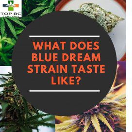 What Does Blue Dream Strain Taste Like? 3 WHAT DOES