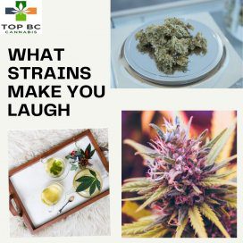 What Strains Make You Laugh? 18 WHAT STRAINS MAKE YOU LAUGH