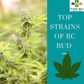Top Strains of BC Bud 1 CANNABIS STRAINS