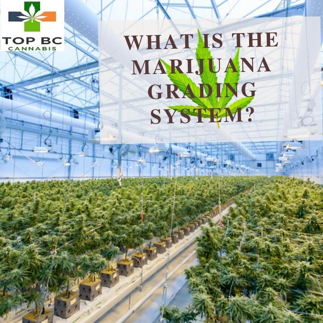 marijuana grading system