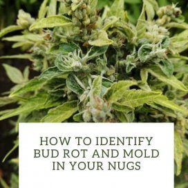 How to Identify Bud Rot and Mold in Your Nugs 13 bud rot