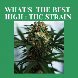 Top BC Cannabis: What's the Best High-THC Strain? 1 What's the Best High-THC Strain?