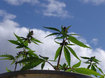 How to germinate Marijuana Seeds 2 marijuana seed