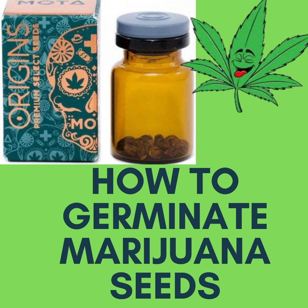 marijuana seeds