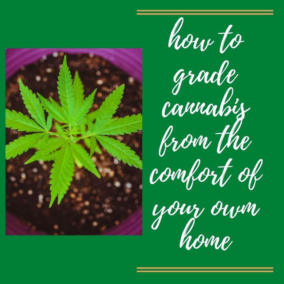 grade cannabis