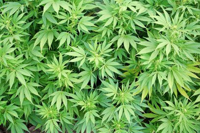 Is Cannabis Addictive? Depends on Who You Ask 2 cannabis