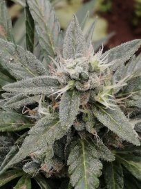 How to Identify Bud Rot and Mold in Your Nugs 3 pexels carlos caro 6429022 1