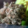 Free 3.5g Flower 3 How Does Mold Grow in Weed?