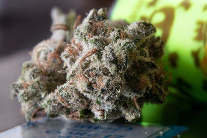 How to Identify Bud Rot and Mold in Your Nugs 2 How Does Mold Grow in Weed?