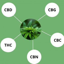 Weed 101: Difference Between Cannabinoids and Terpenes 2 Cannabis