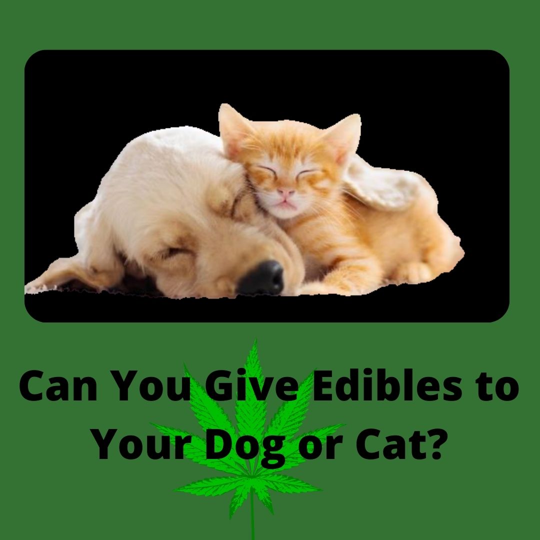 cannabis edibles
