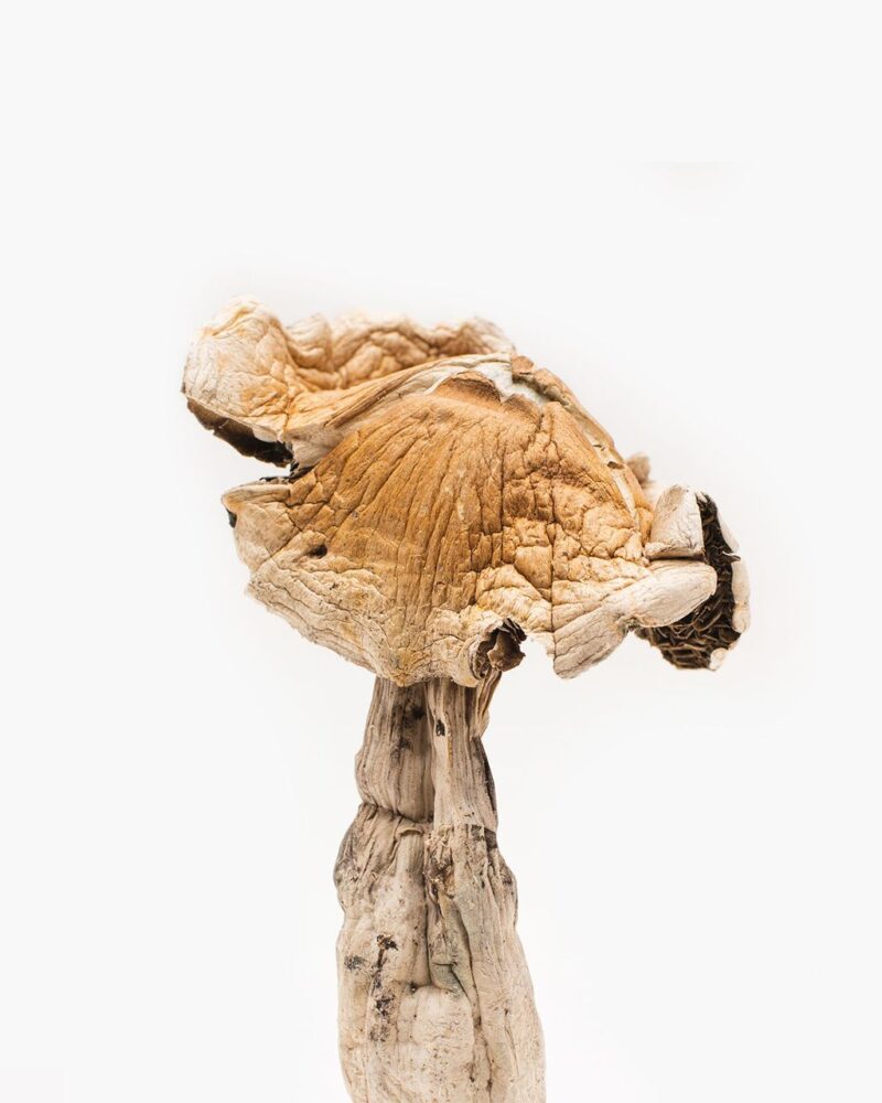 AMAZONIAN MAGIC MUSHROOMS