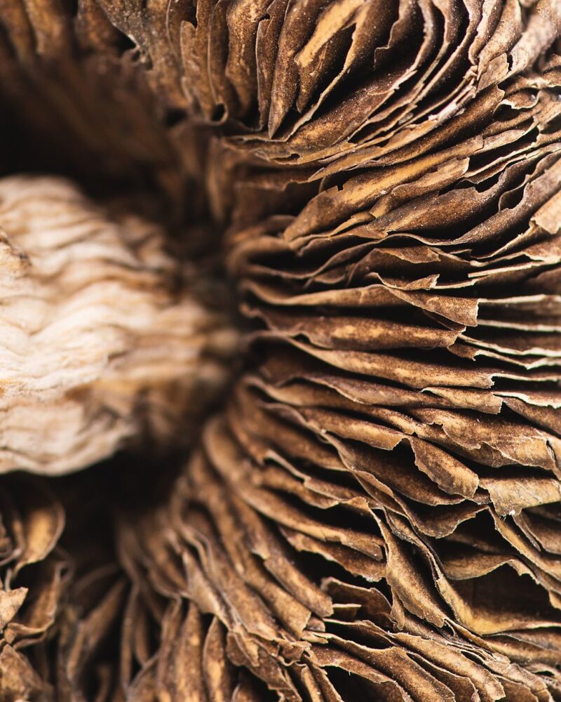 AMAZONIAN MAGIC MUSHROOMS - Image 4