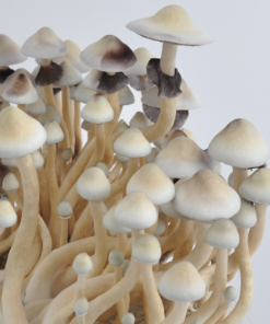 ALBINO A+ PSILOCYBE CUBENSIS