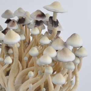 ALBINO A+ PSILOCYBE CUBENSIS
