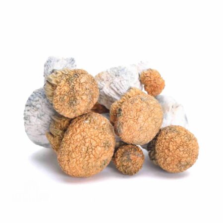AMAZONIAN MAGIC MUSHROOMS