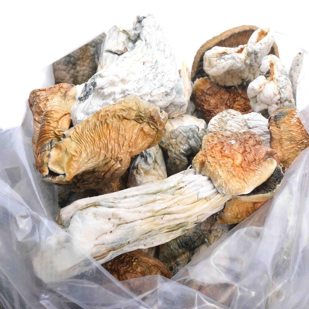 Colombian Magic Mushrooms (Psilocybe Cubensis) 2 columbian magic 1
