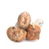 Colombian Magic Mushrooms (Psilocybe Cubensis) 4 columbian magic